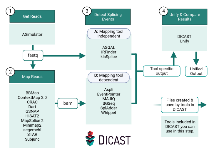 DICAST pipeline. (1) Simulation (2) Mapping (3) Splicing (4) Unification